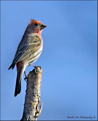 Male House Finch...