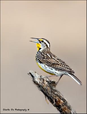 Western Meadowlark...