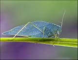 Leafhopper...I think.