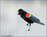 Red Wing Black Bird...
