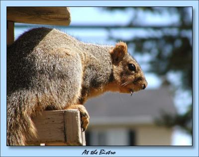 Squirrel4.jpg