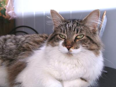 That Cat