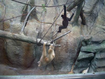 Two Gibbons