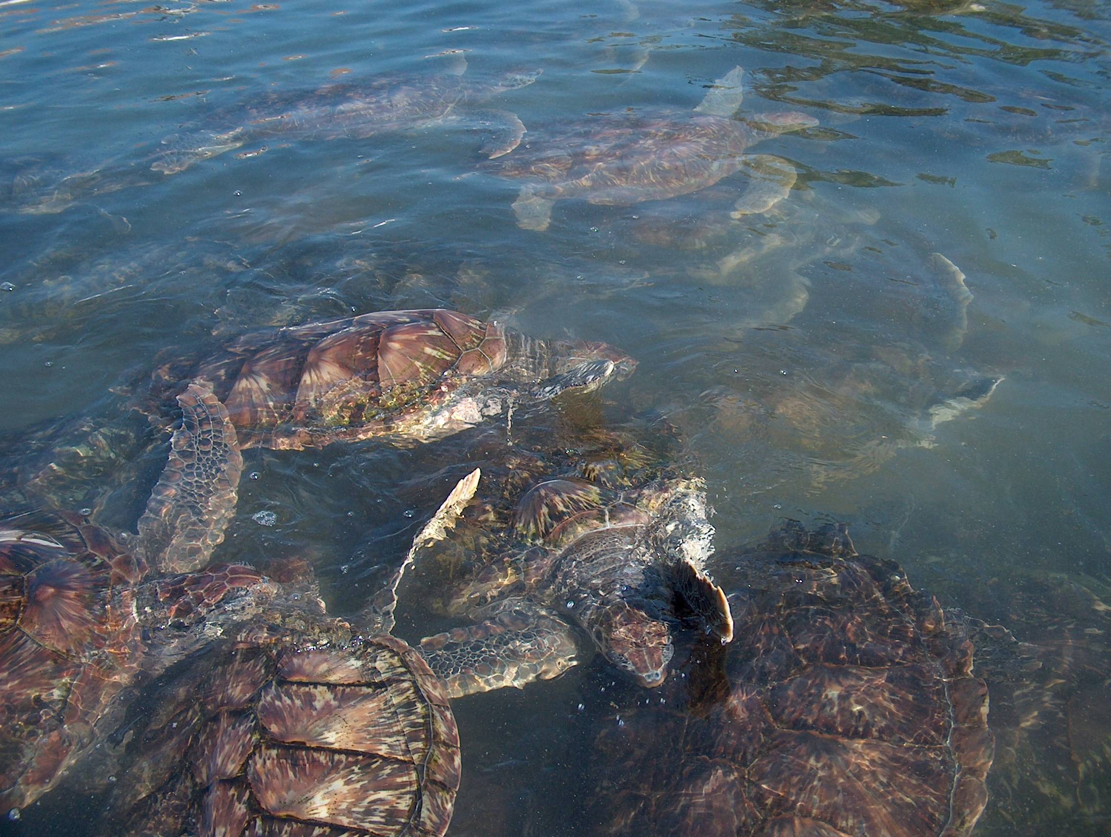 Turtle Farm