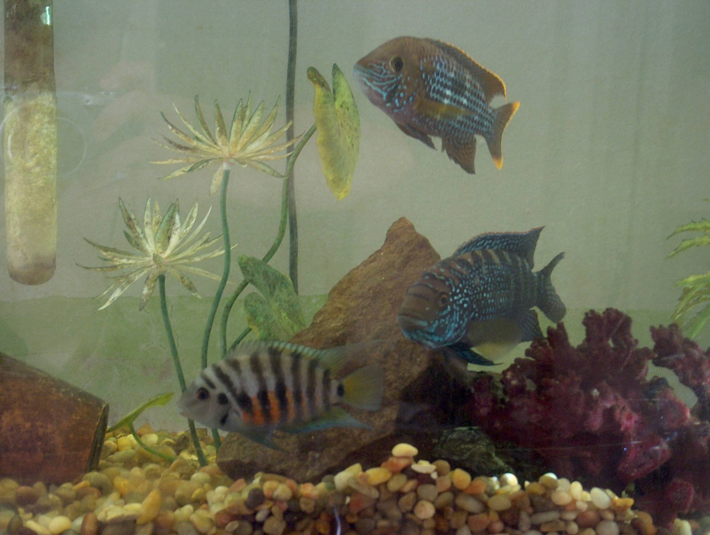 Our three fish on September 3, 2004