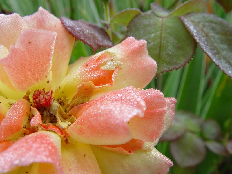 September 4, 2004<br><font size=2>The Ragged Rose</font><br>Day 121