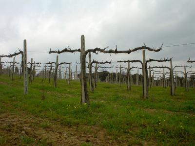 Vernaccia Vines