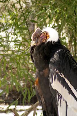 Caifornia Condor