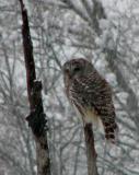 Barred Owl in a Snowstorm-and later...Vermont