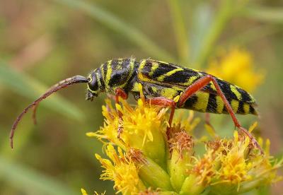Locust borer -- Megacyllene robiniae -- 1