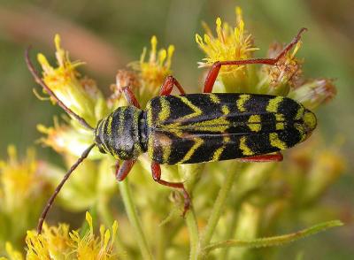 Locust borer -- Megacyllene robiniae -- 2