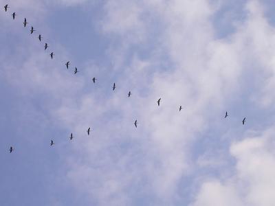 canada geese over farm -- sept--24--2004