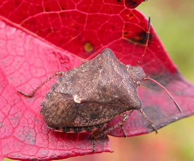 stinkbug -- not identified -- 1