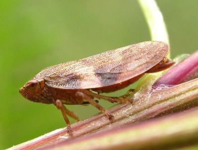 Adult spittle bug, family Cercopidae