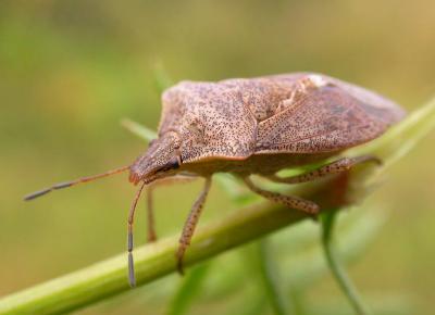 Stink bug on tansy -- 2