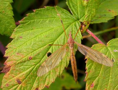 brown cranefly -- no ID
