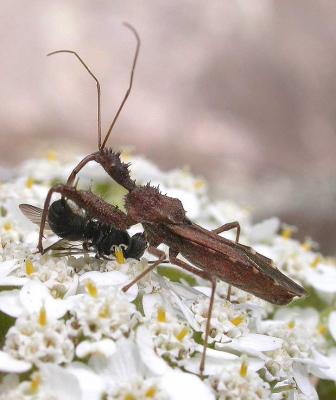 Assassin bug and prey -- Sinea diadema