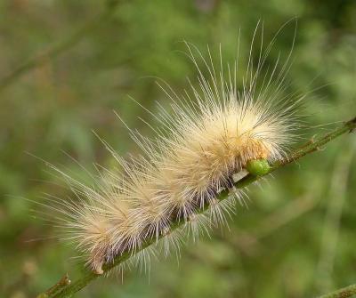 white-caterpillar -- no ID