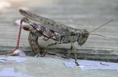 grasshopper depositing eggs between old boards