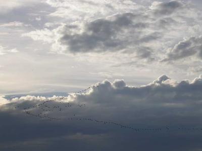 long line of geese across sky -- sept--24--2004