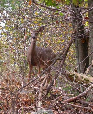 White-tailed deer -- Odocoileus virginianus