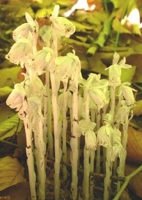 Indian Pipe -- Monotropa uniflora