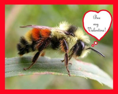 Bee my Valentine!