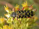 Locust borer -- Megacyllene robiniae -- 2