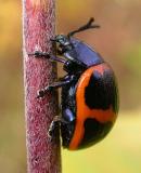 Swamp Milkweed Beetle