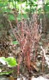 Beechdrops -- <i>Epifagus virginiana</i>