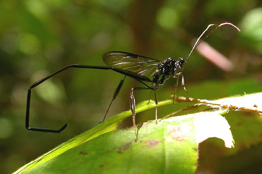 <i>Pelecinid polyturator</i>