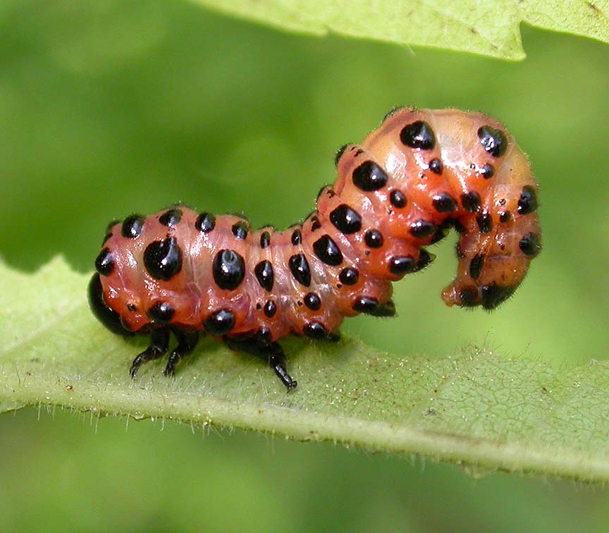 Arge coccinea (Fabricius) (?)  larva feeding on sumac