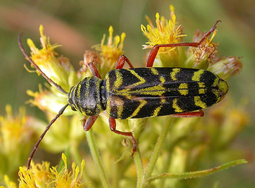 Locust borer -- <i>Megacyllene robiniae</i> -- 2