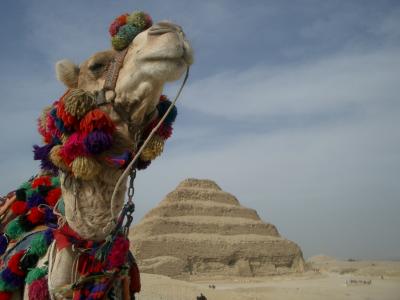 Camel at Saqqara, Egypt