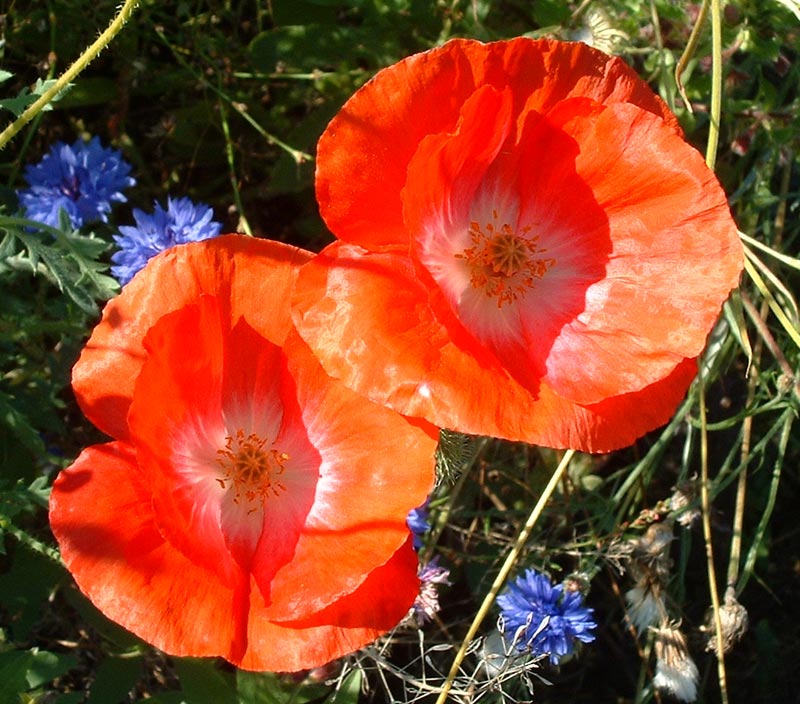 Poppys