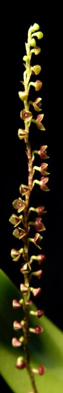<b><i>Stelis purpurescens</i><b><br>by Victor Engel