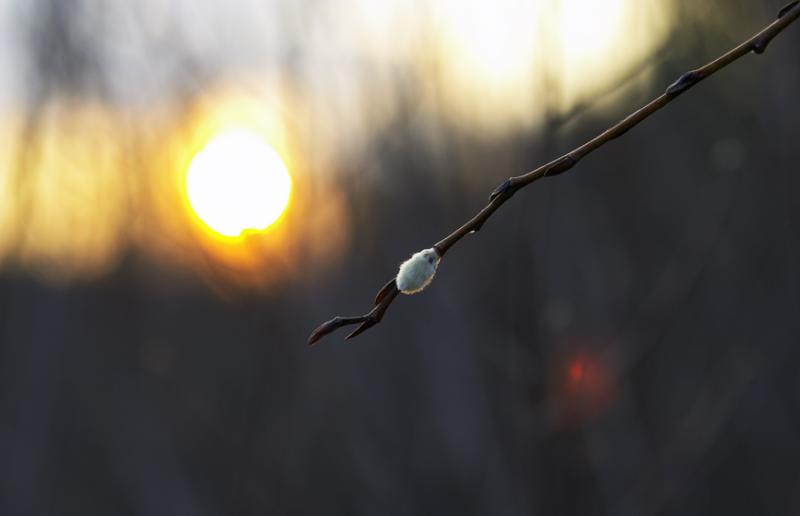 <b>* Spring?</b><br><i>by alekas</i>