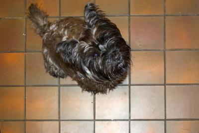 Dog on Pattern Floorpodster*