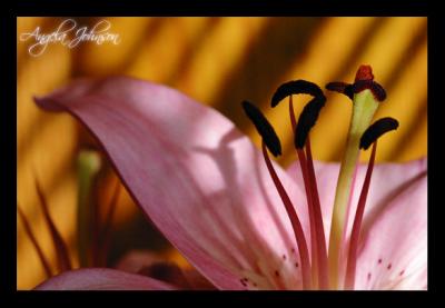 Sunlit Lily by Angela Johnson