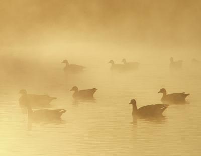 Morning Mist by Paul Sumi2nd place