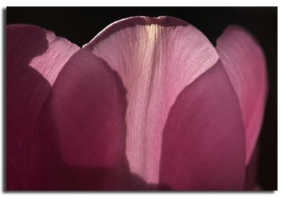 Backlit Petals*Ann Chaikin
