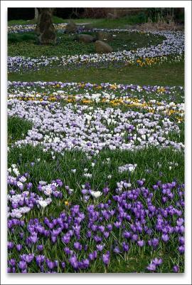Rings of Crocus*