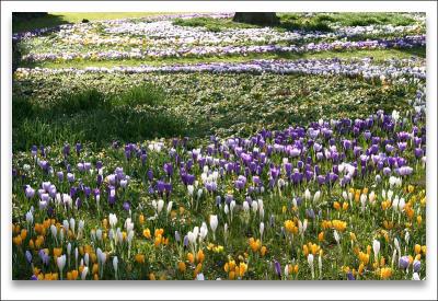 Rings of Spring*