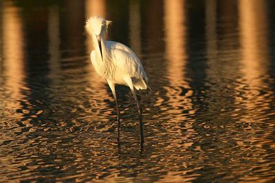 Egret at Sunset*by Garrett Lau