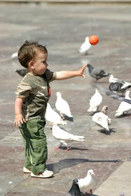 Pigeon Feeding*