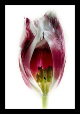 Tulips 1*