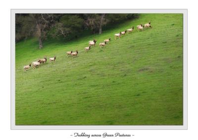 Trekking Across Green Pastures<br><i>by Michael Soo</i>
