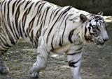 <b>Tiger Stripes</b></br><i>by Vikas</i>
