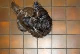 <b>Dog on Pattern Floor</b><br><i>podster*</i><br>