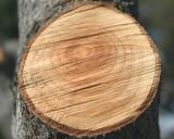 <b>Growth Rings-1 *</b><br><i>by Arun</i>